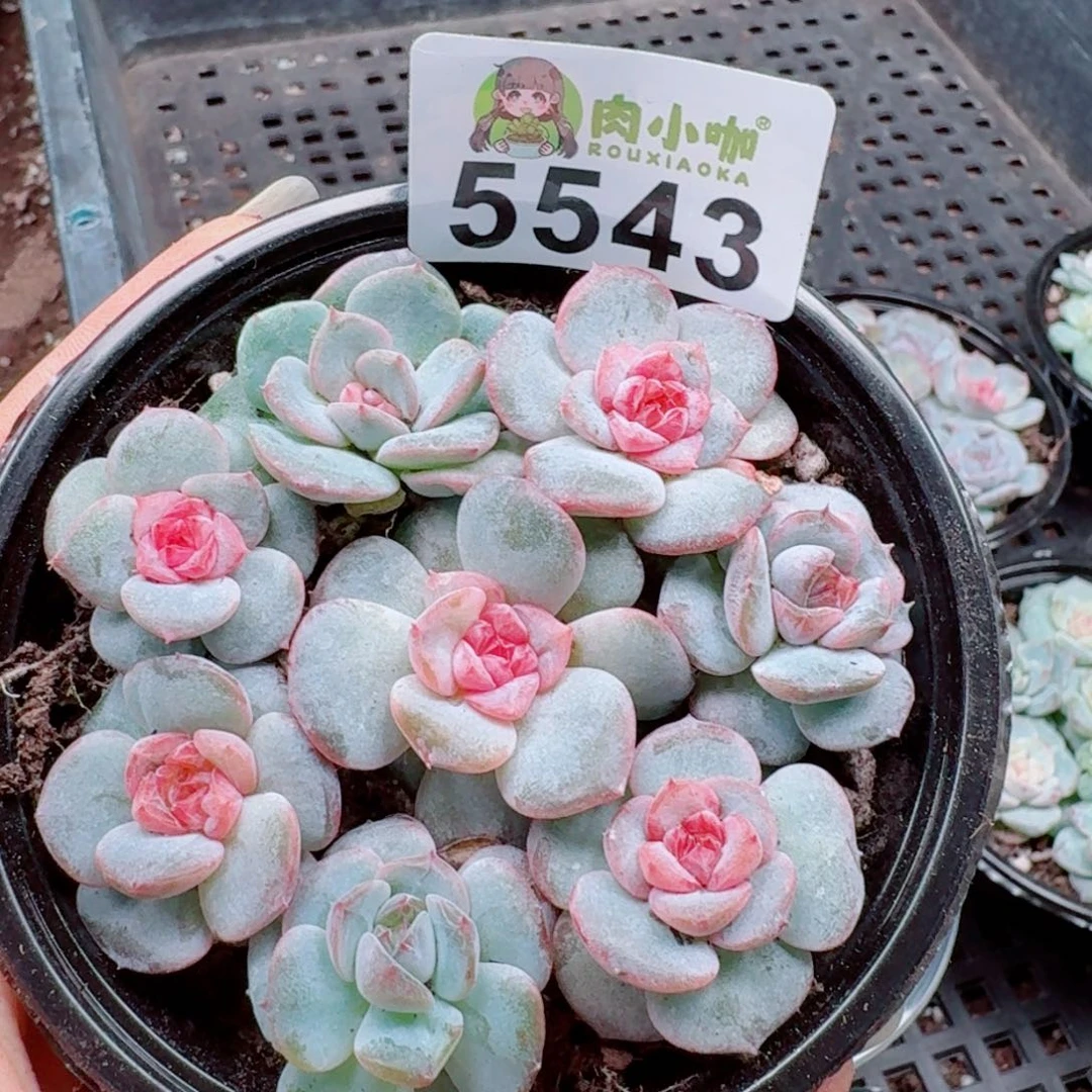 多肉植物多肉植物