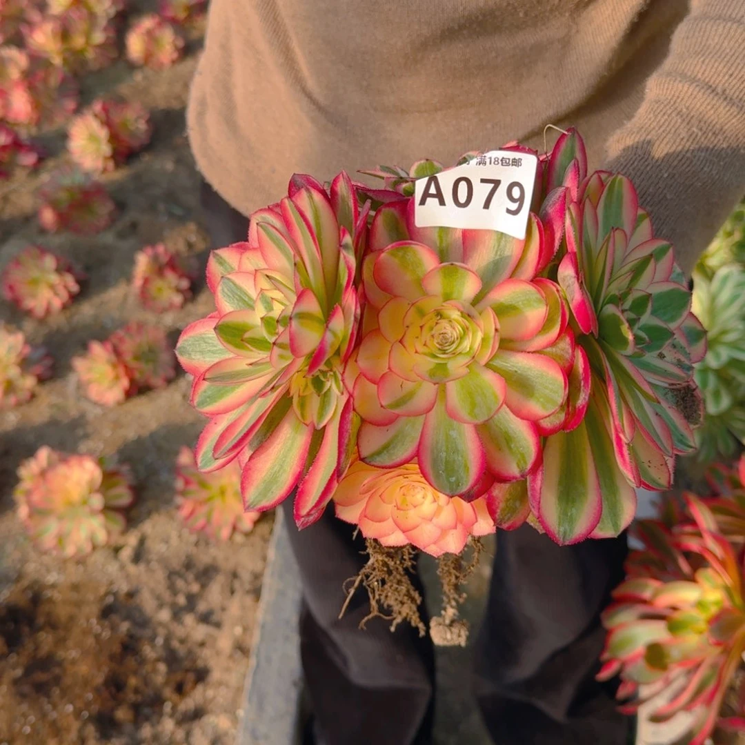 079荔枝。多肉植物