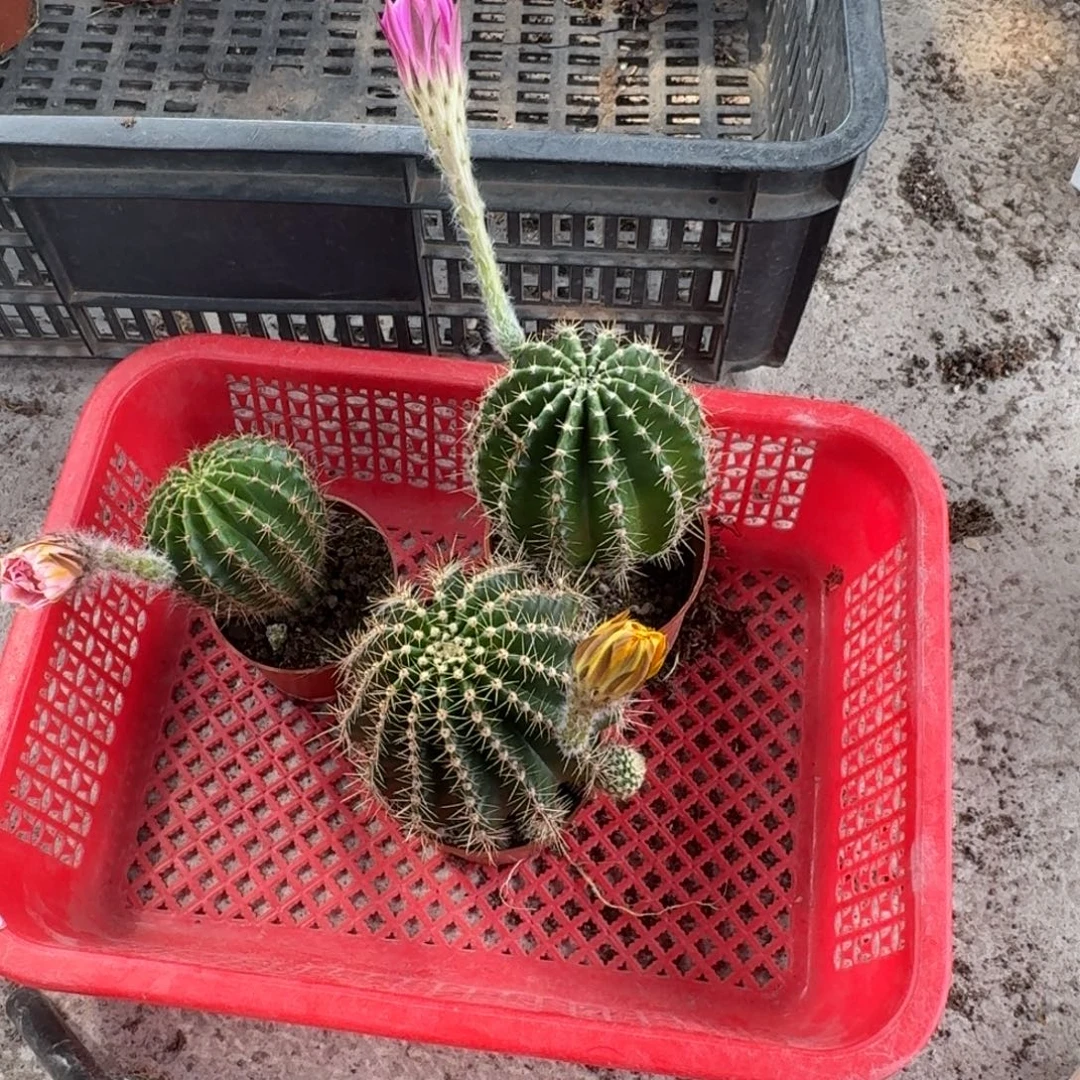 感***你无花朵彩草哈哈哈哈哈哈哈哈哈