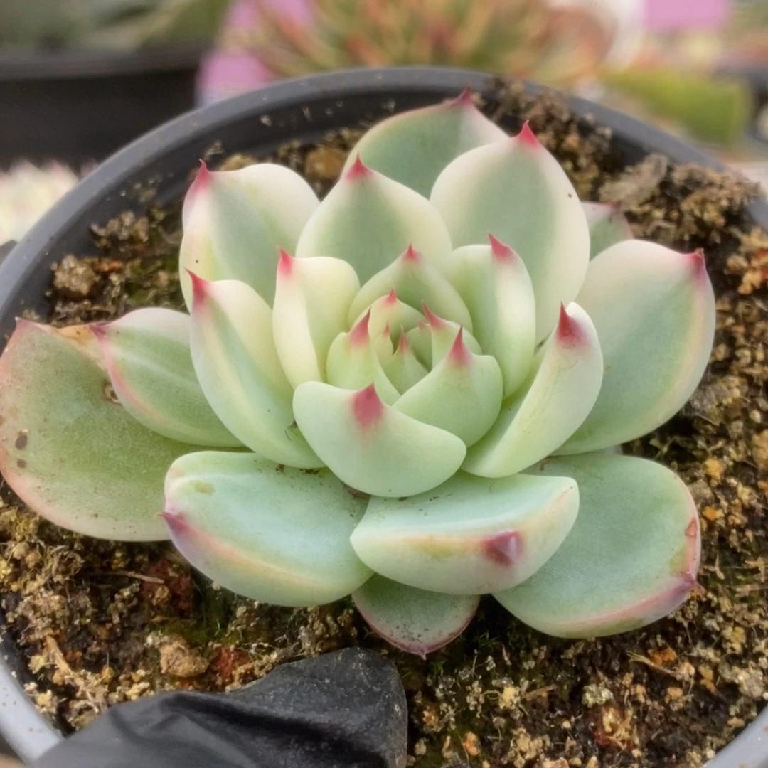 238锦锦锦锦锦锦锦