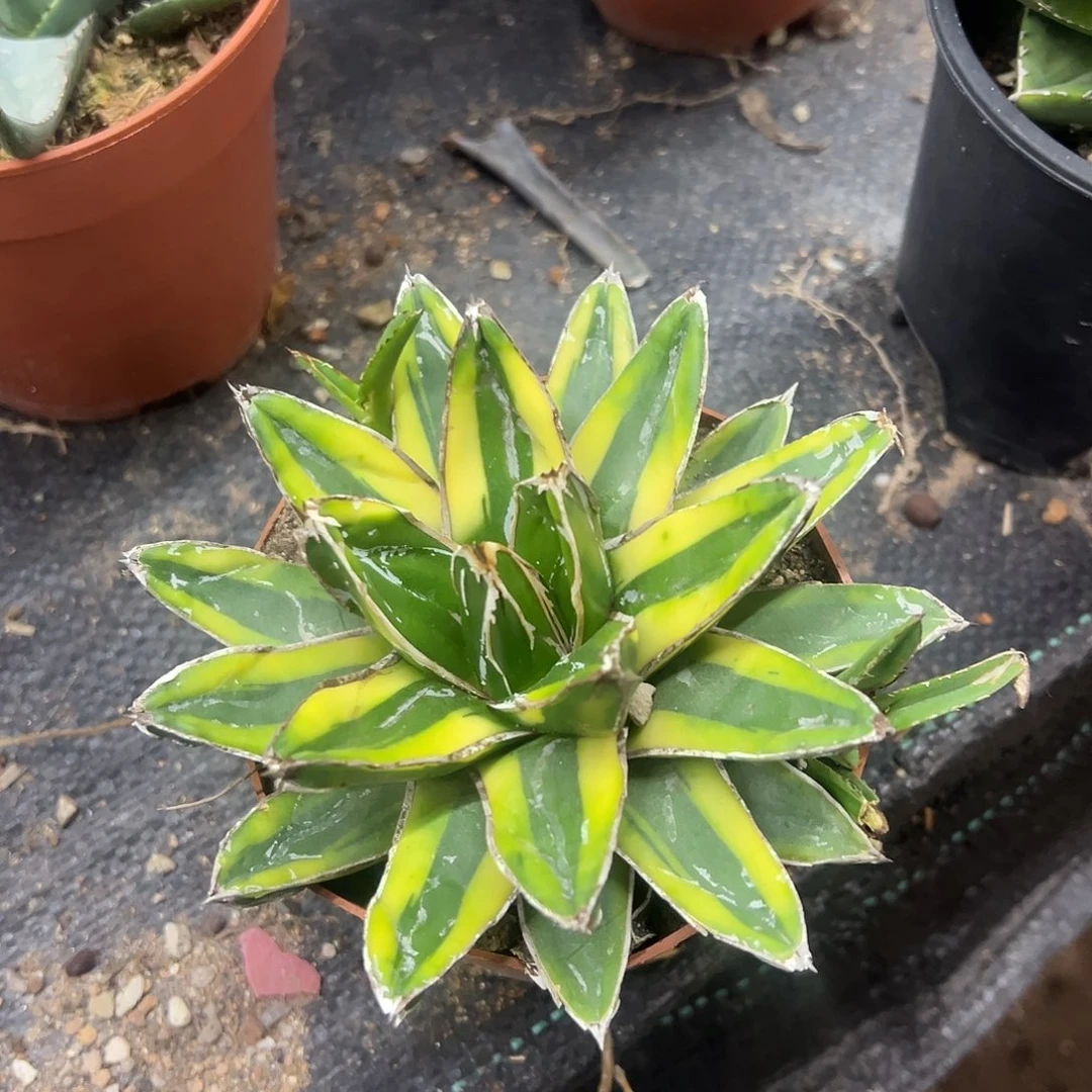 辉山锦龙舌兰系列