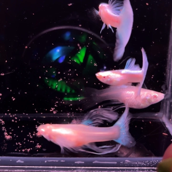 孔雀鱼蓝白大C2对