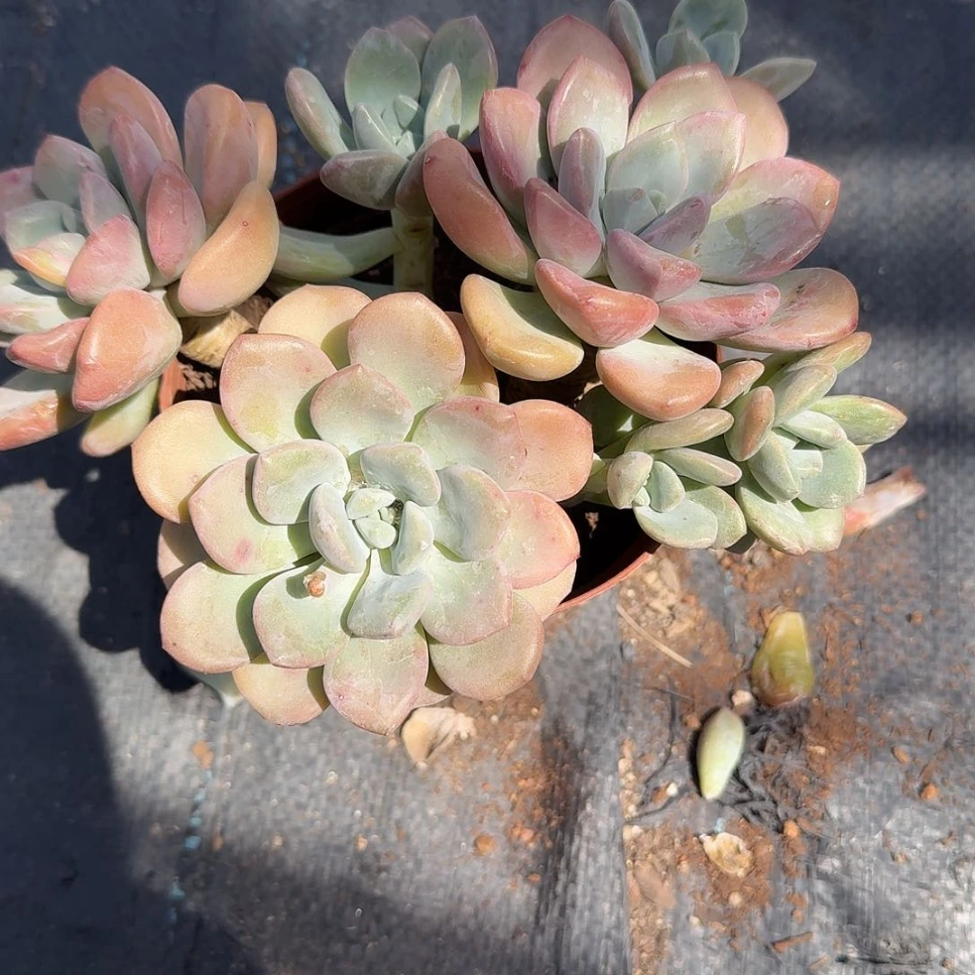 花斑鹿老庄多肉植物