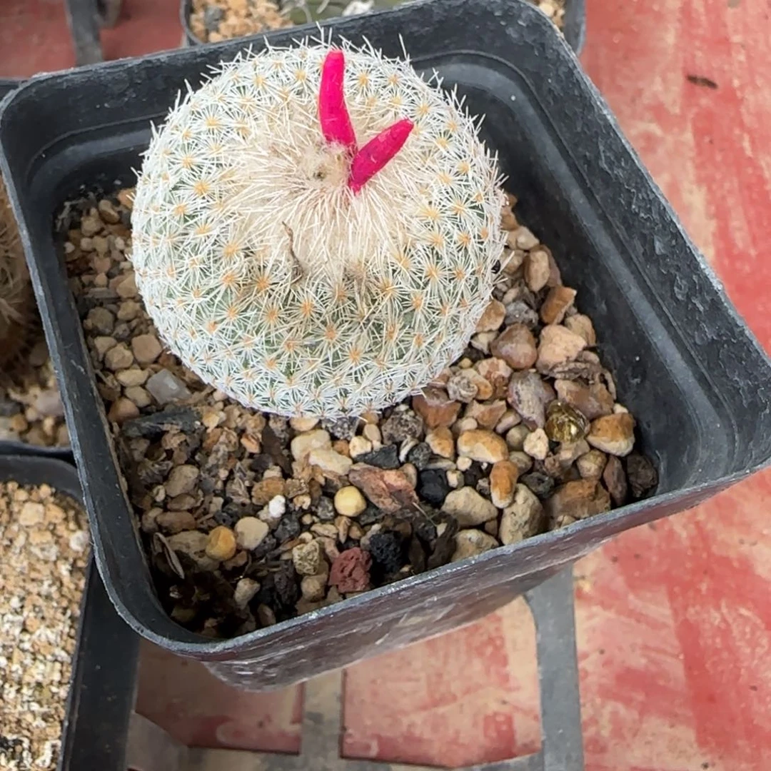 048实生天世界多肉3.5