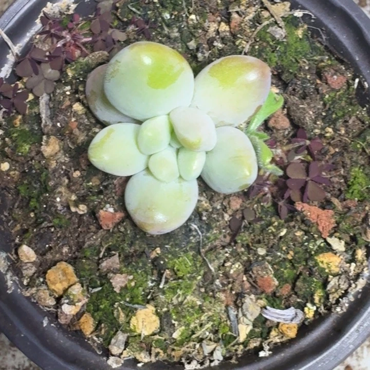 凯撒 单头 一物一拍