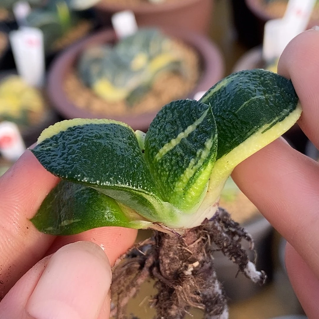 1118卧牛实生锦颗粒真好带盆发货