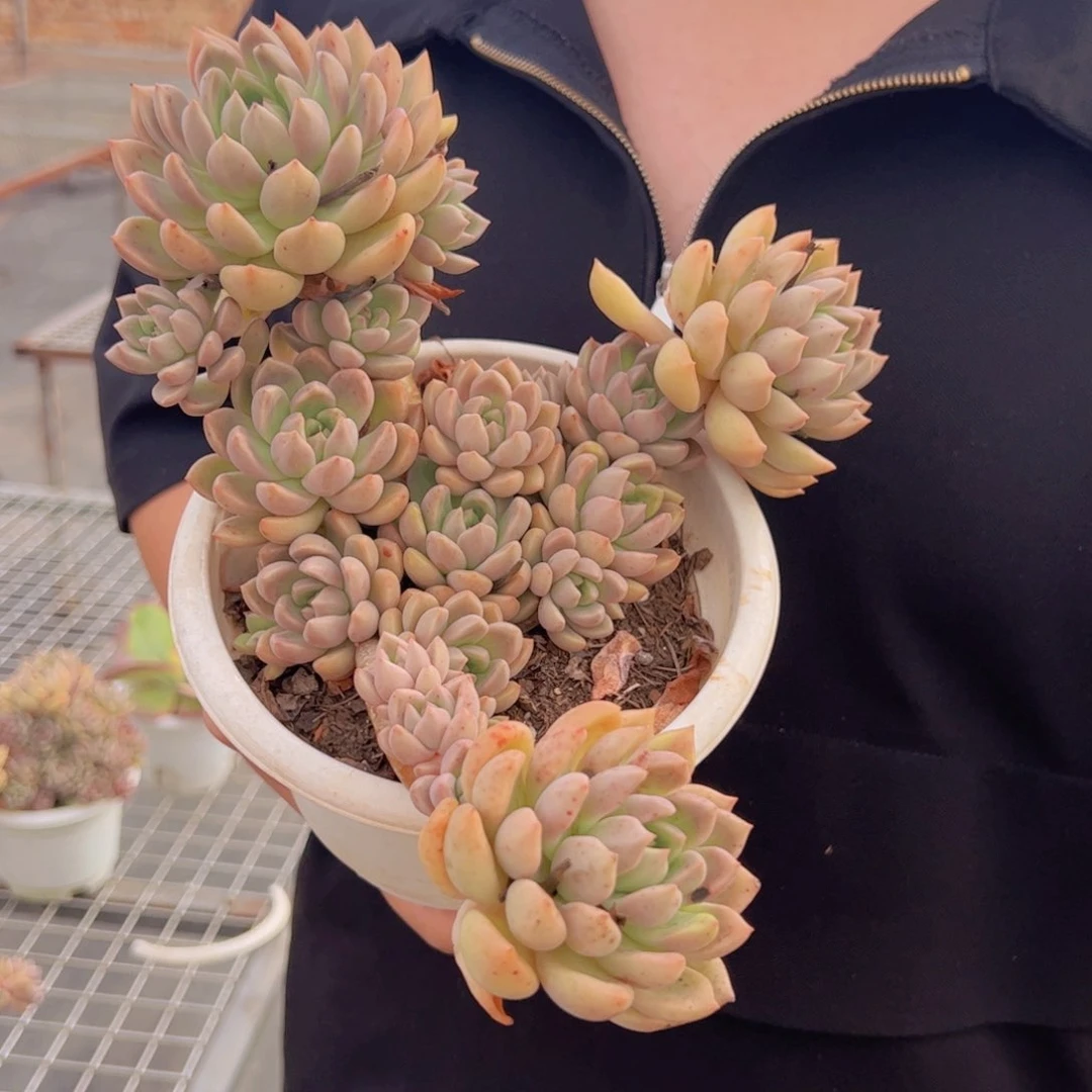 油漆桶整装老桩，180杯