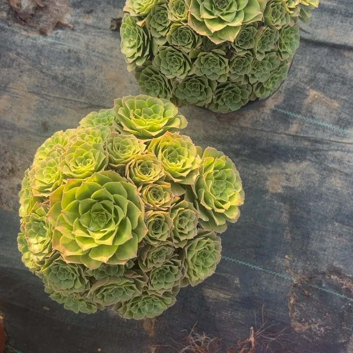 两颗翡翠琉璃不包损42