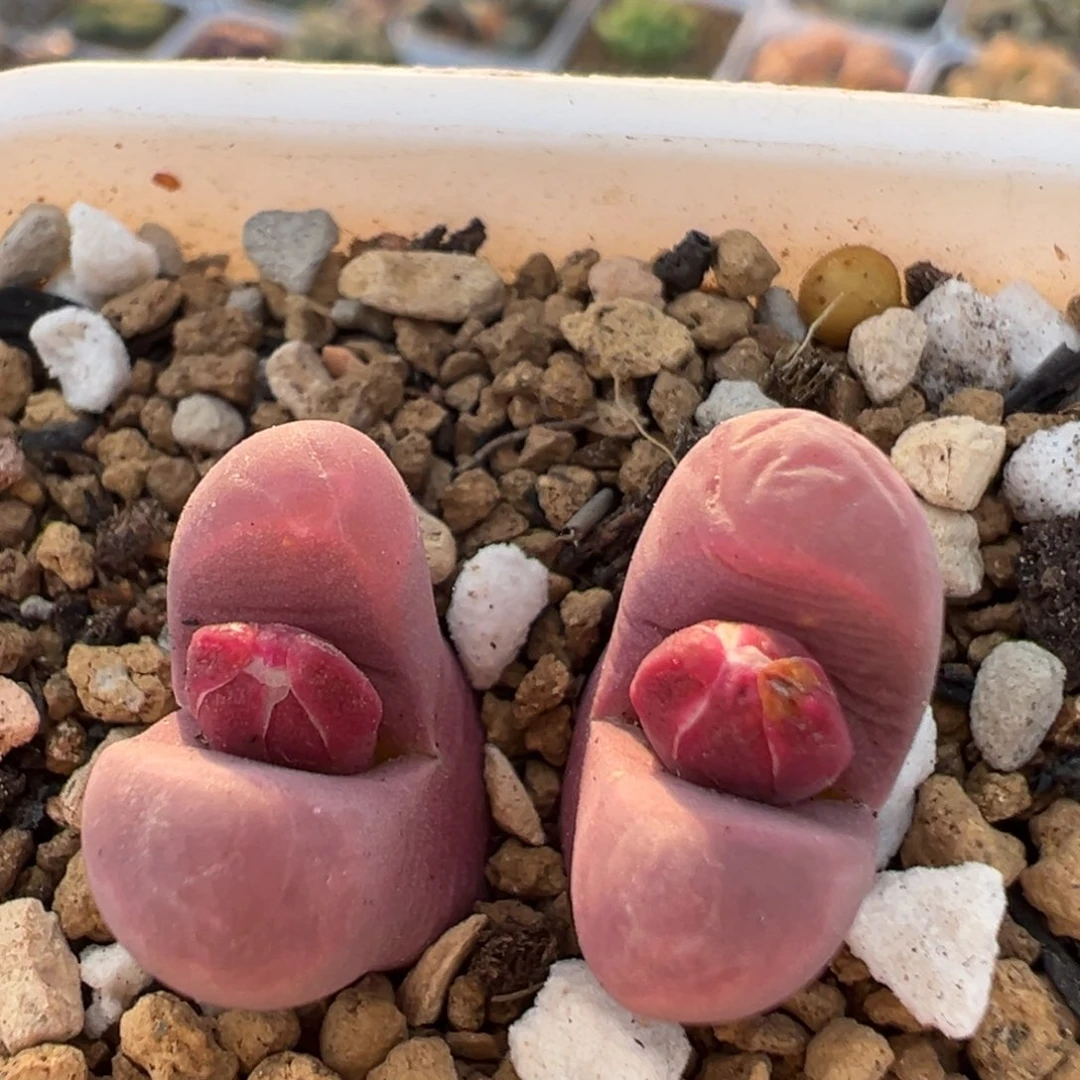 207多肉植物百科植物