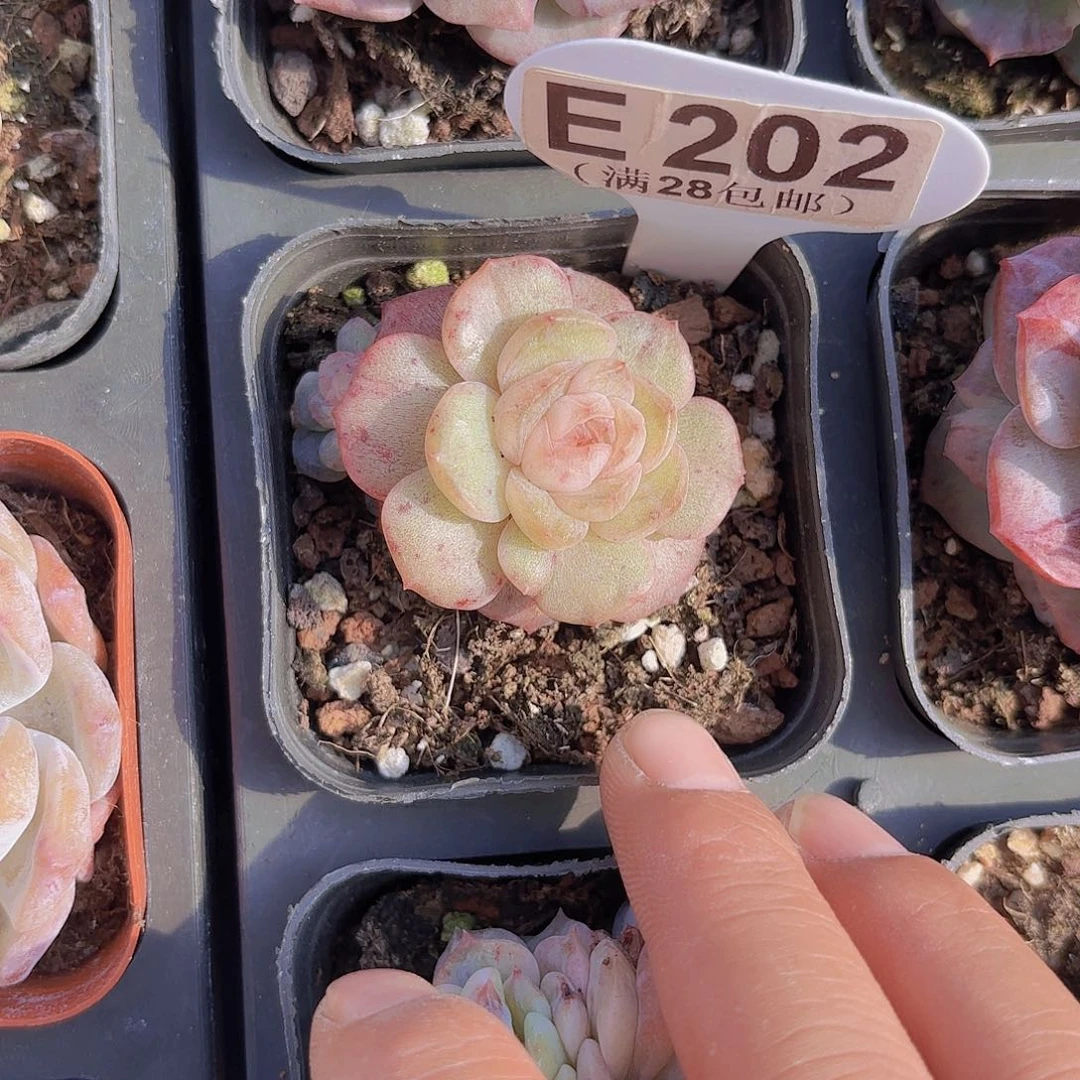 E202冰魄石化一物一拍