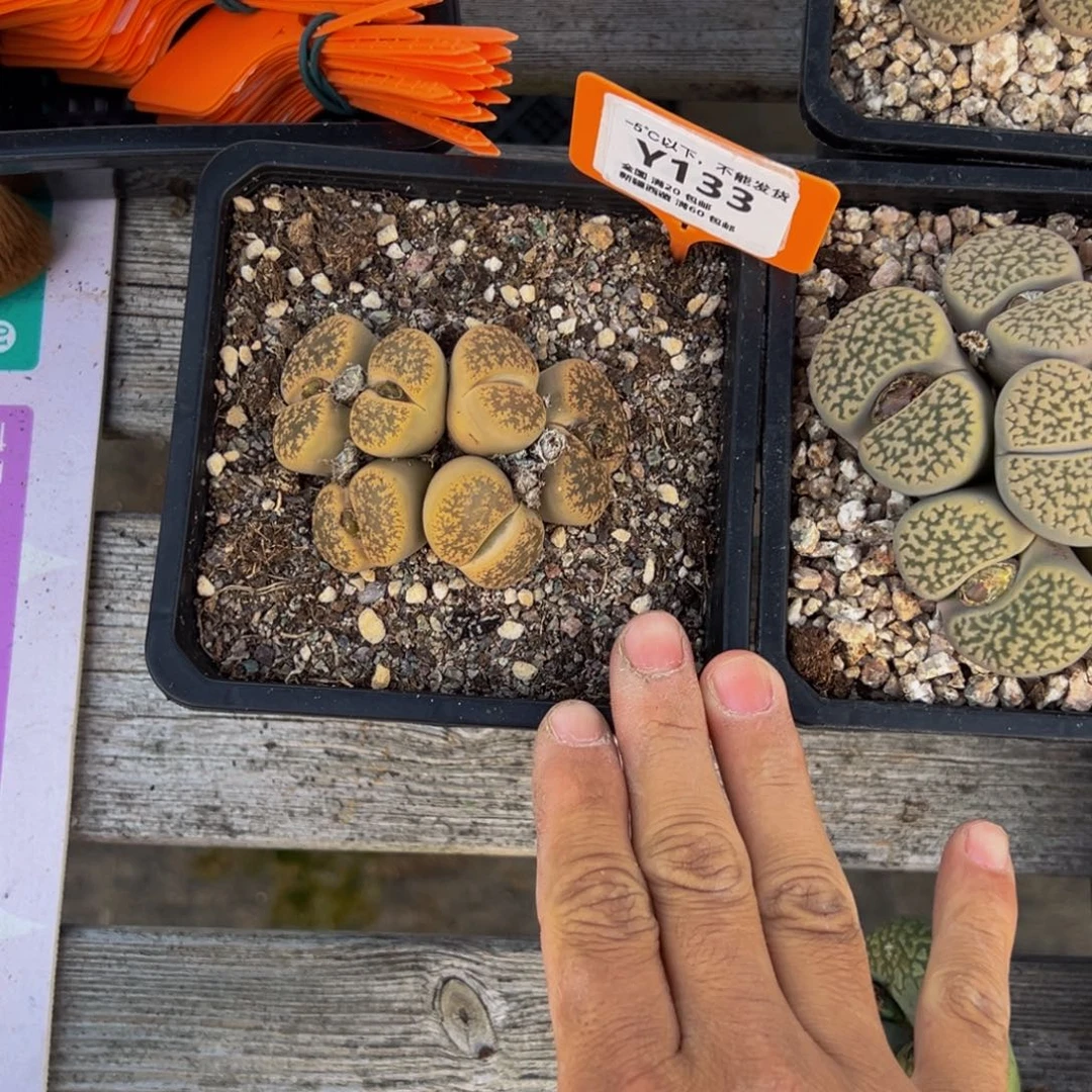 小***猫20 生石花大群生一物一拍