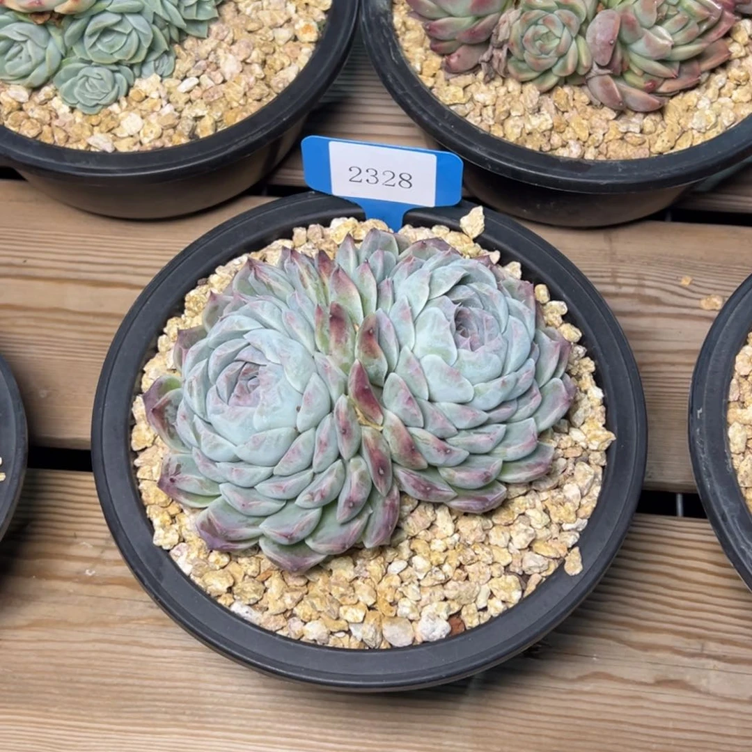 h****22328多肉多多多多多