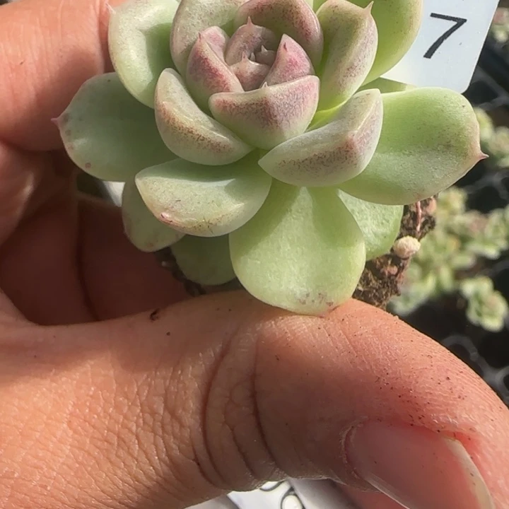 蜗牛大叔家财富密码627号
