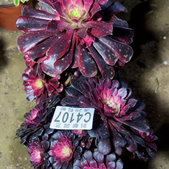 组合有断指法师多肉4107