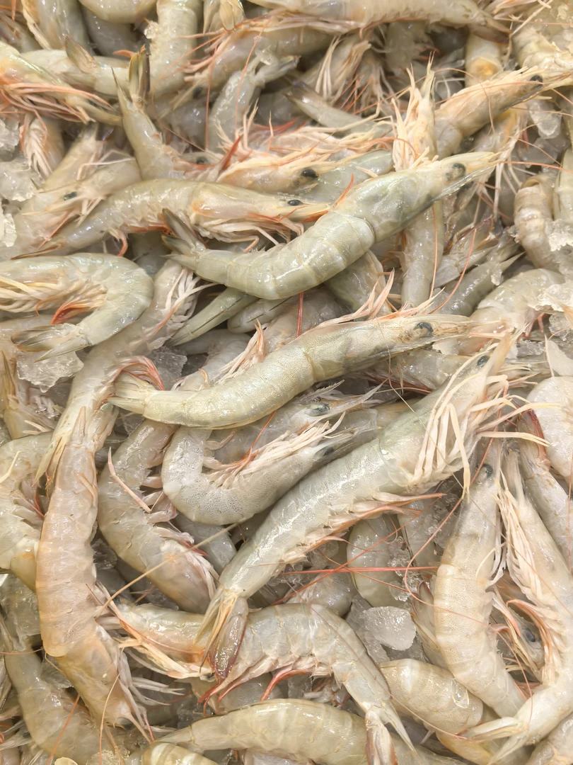 沙卢虾【直播现称】  顺丰到家