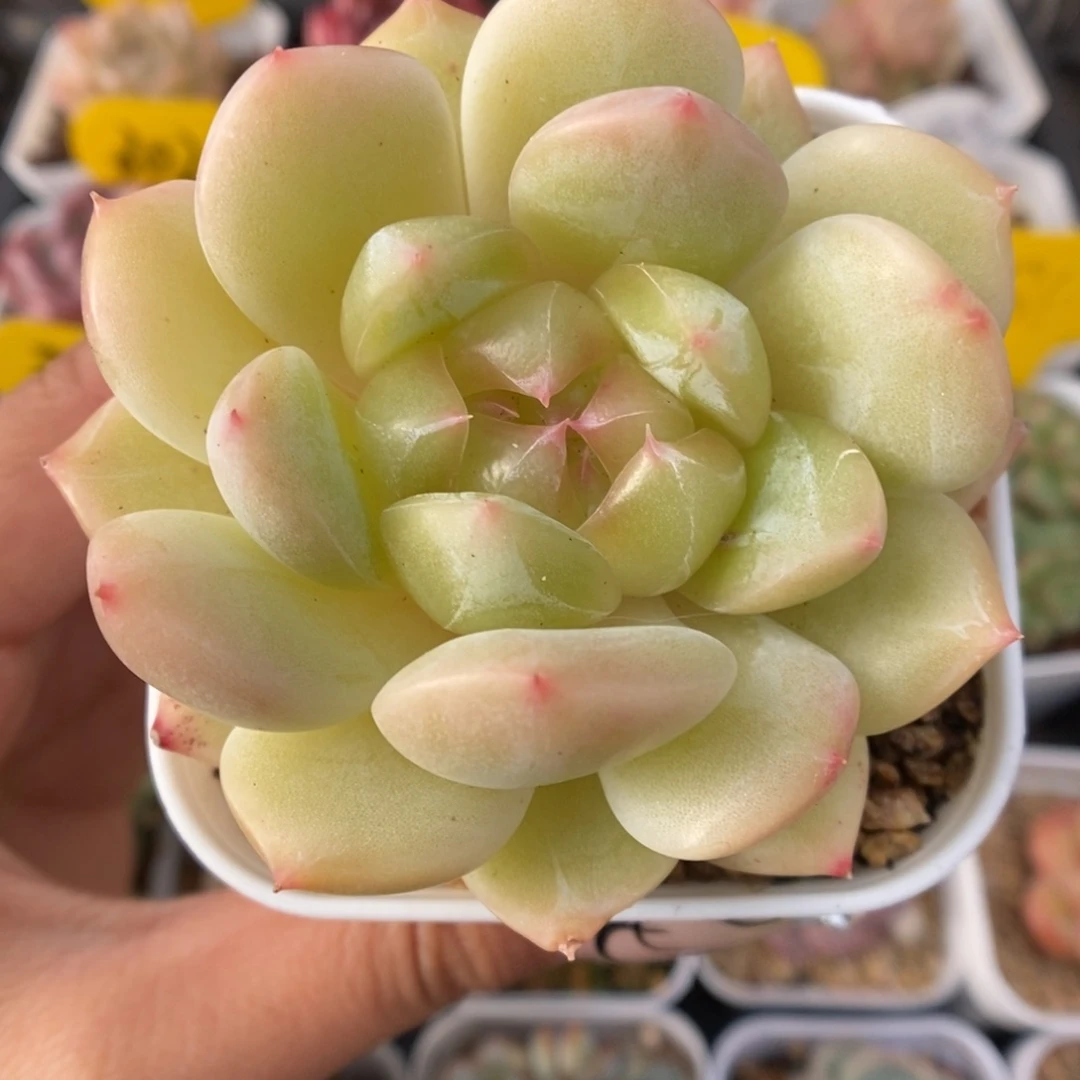 宝石心珍妮921号。