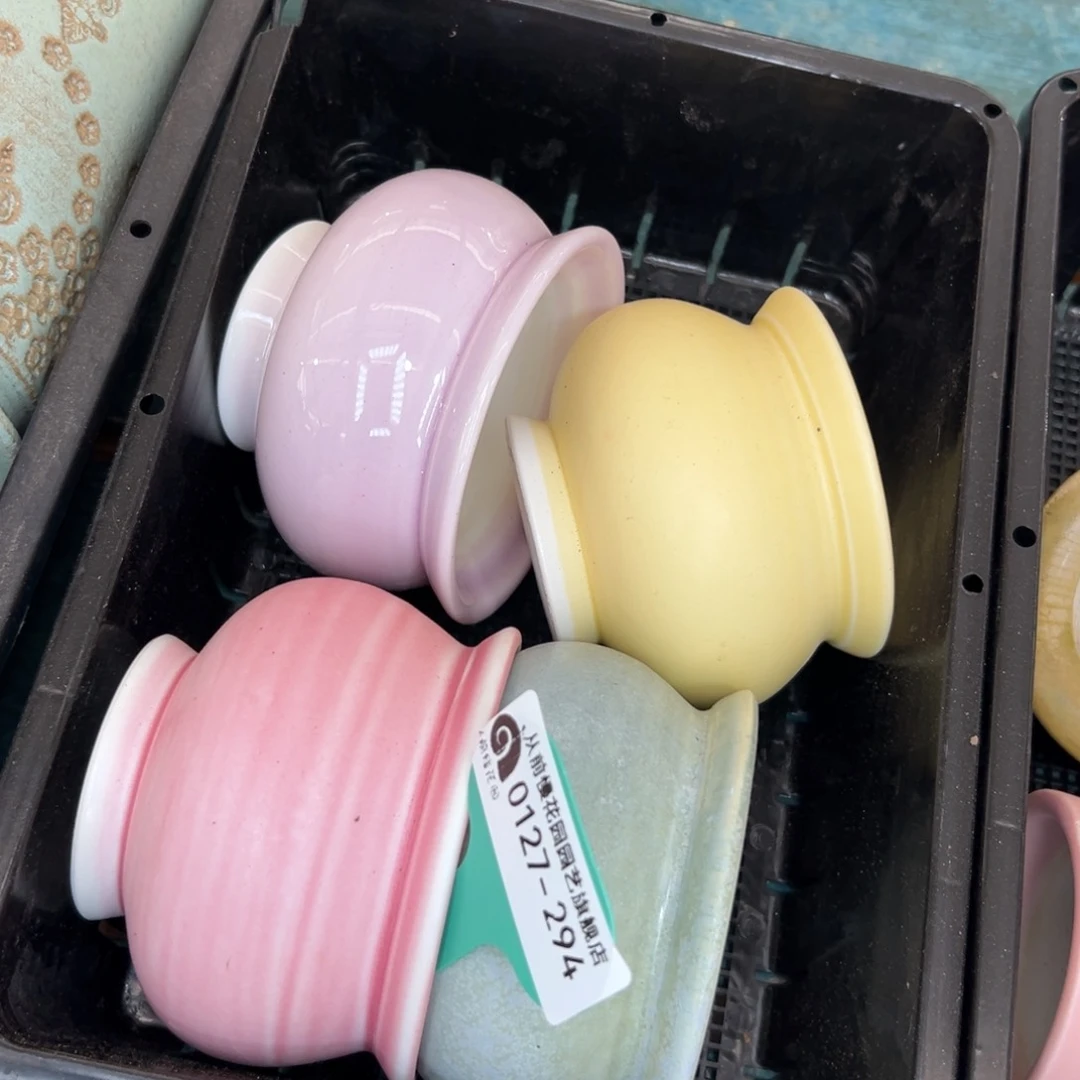 多肉一物一拍0127-294