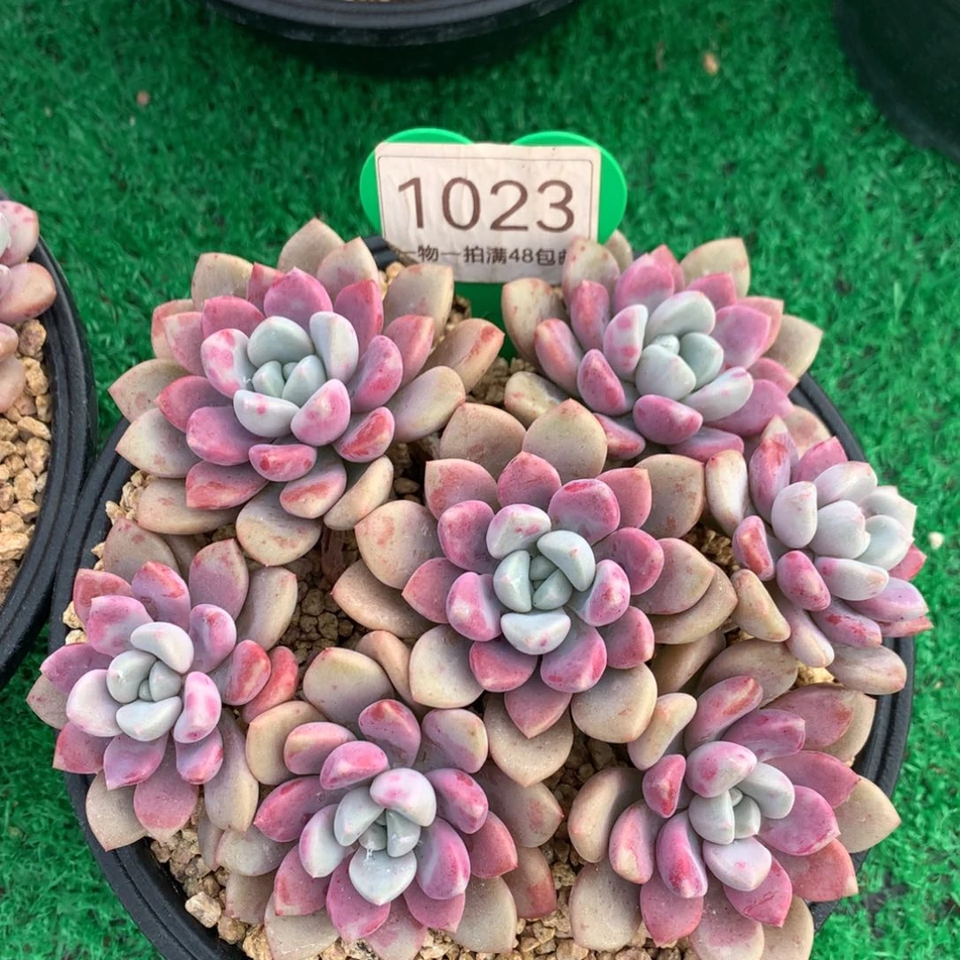 花斑露老桩平头1023