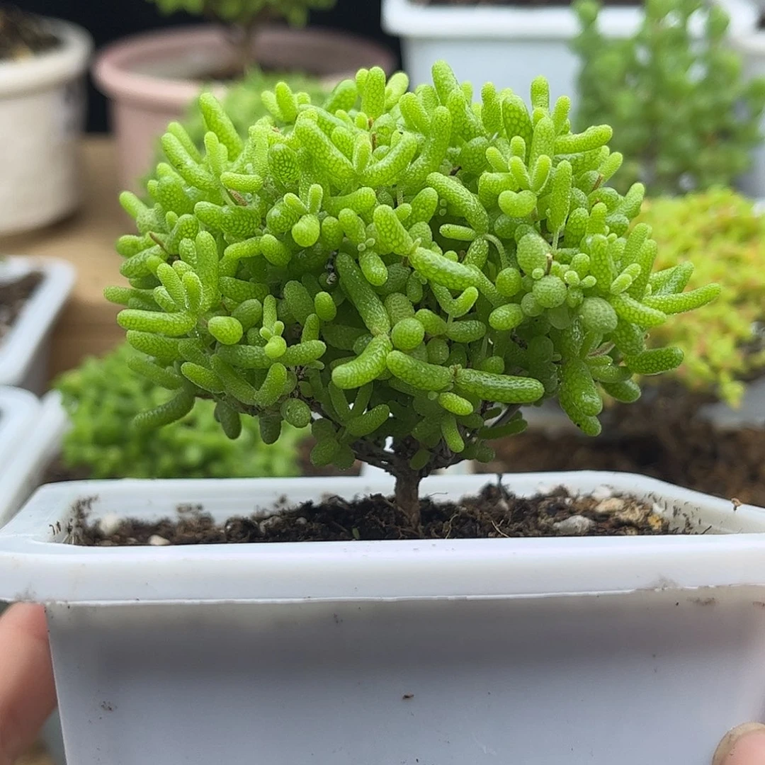 25蜜桔糖球优选枝干