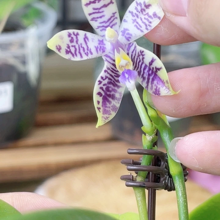 完全开放柳林3485-1456