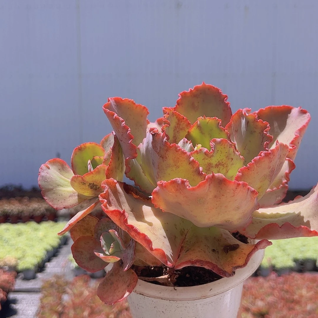 舞会红裙 白菜 多肉植物