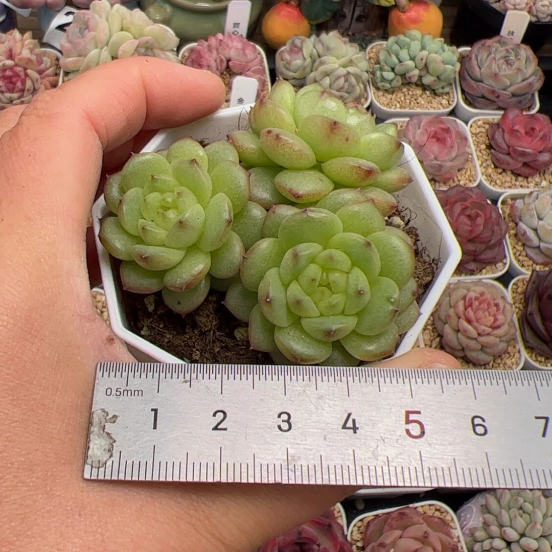 元***饱311 多肉植物组合