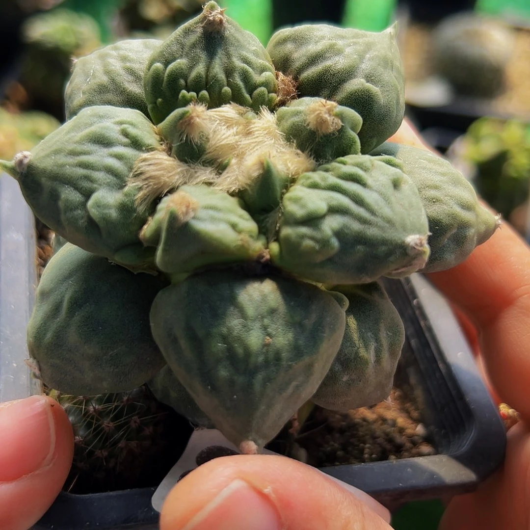 无花朵福利勾尤怒涛871