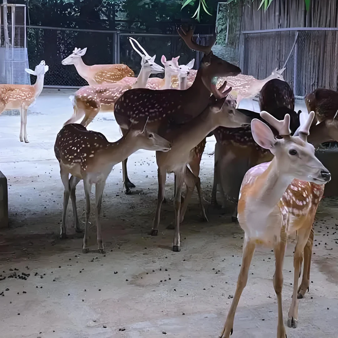 鹿乡直发 鹿产品 以直播间为准