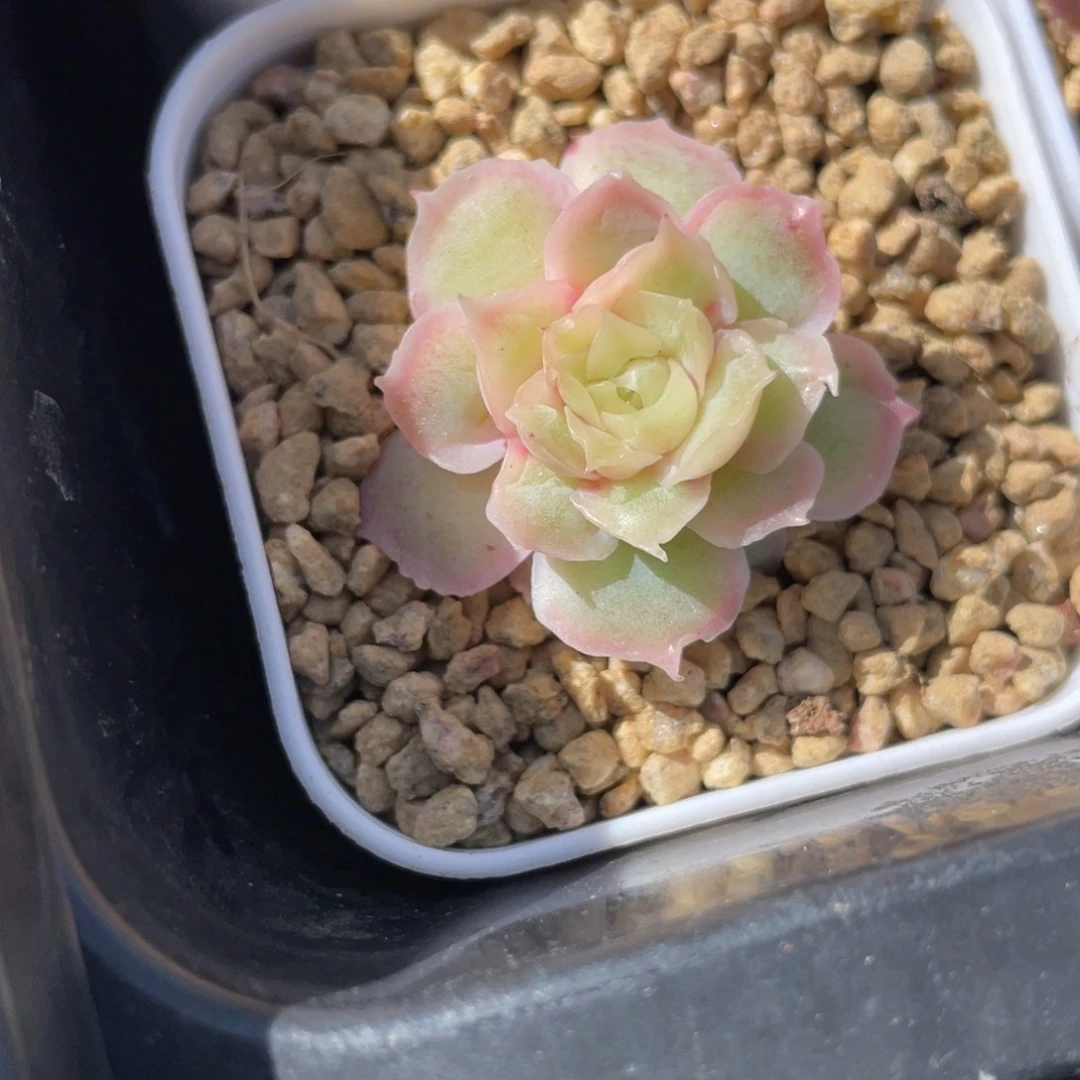 Z1932精控水晶虾饺3cm