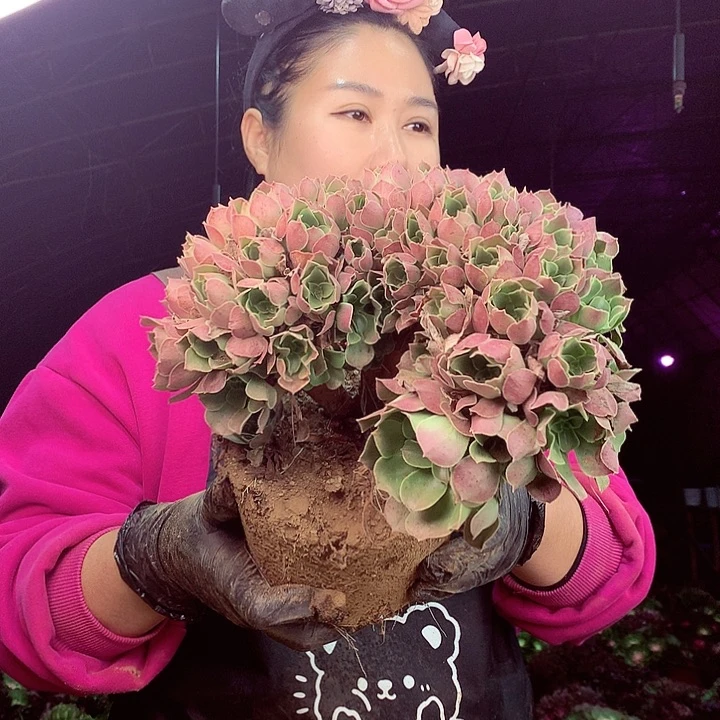 柒柒精品多肉脱土发货不包断侧枝964