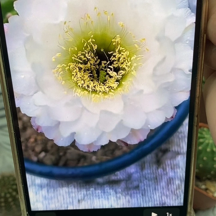 彩草黑美人带根6公分左右木质化