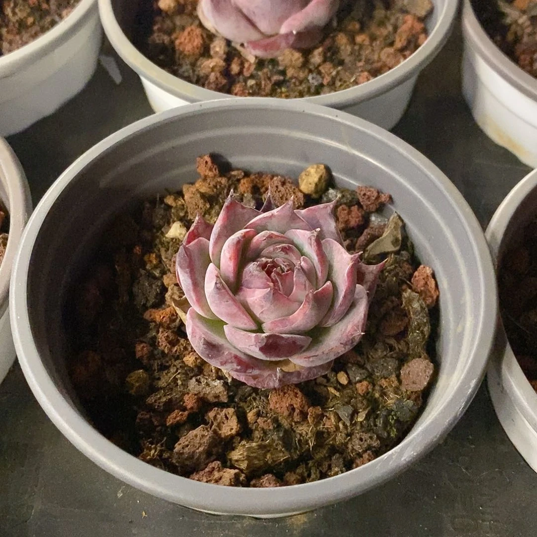 团。小惊鸿。福利多多