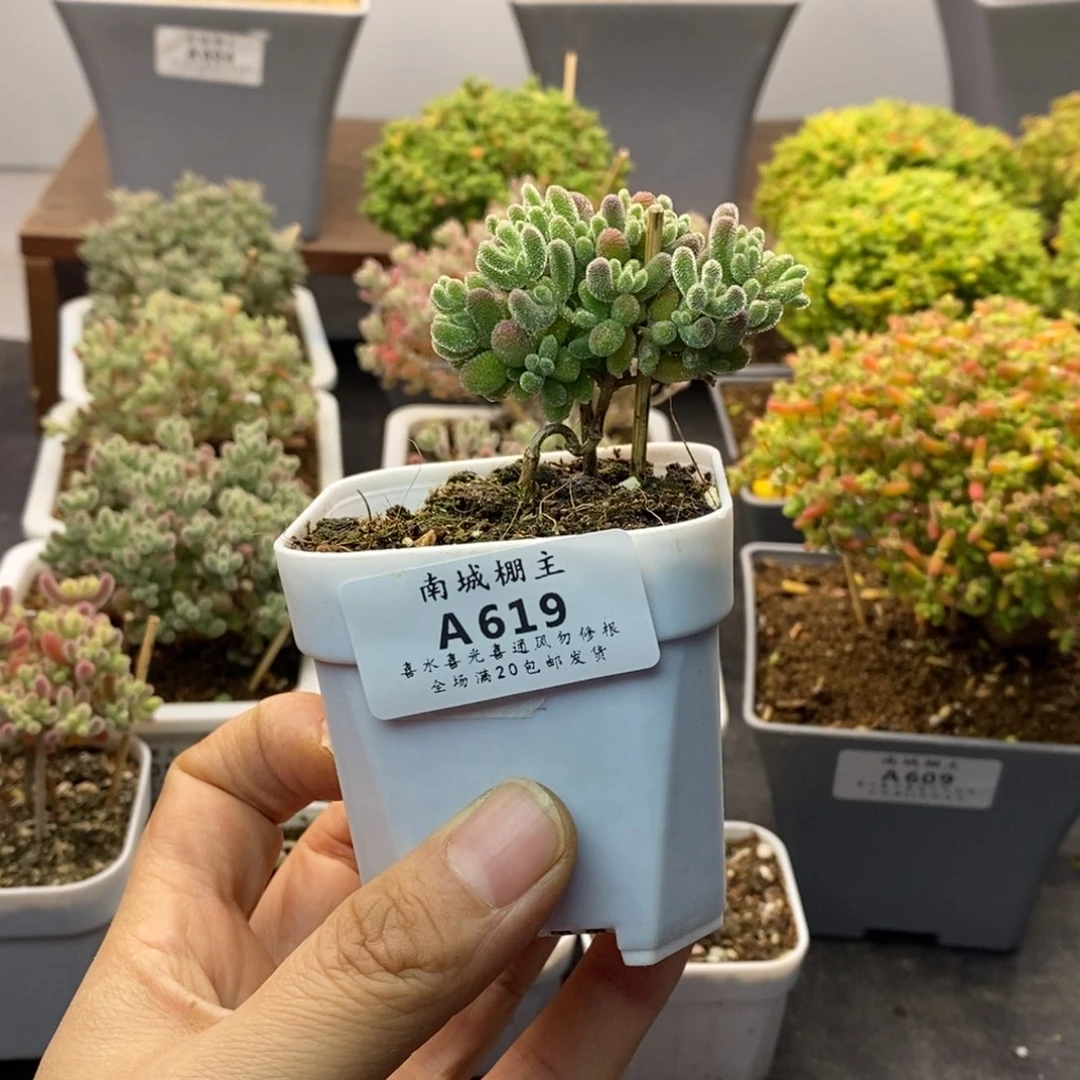 619蜜橘糖球枝干番杏