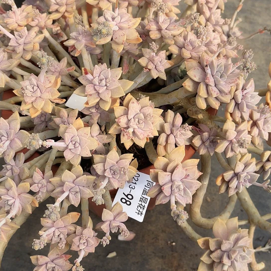 努****同温层多肉98阿伦陪