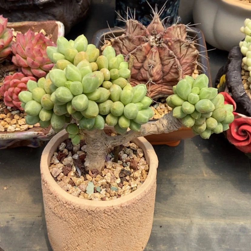 【闪购商品】香蕉树带盆