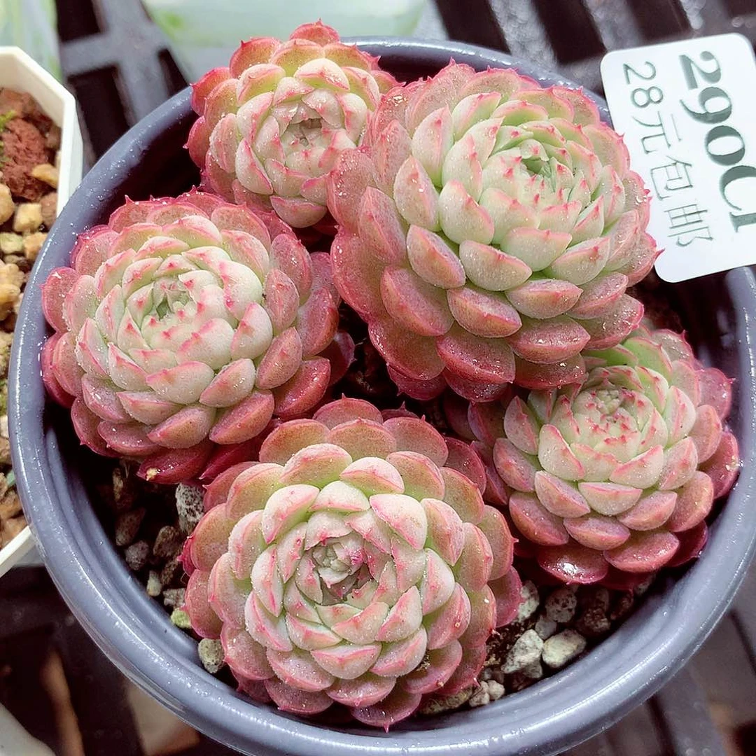 5厘米盆精控多肉290