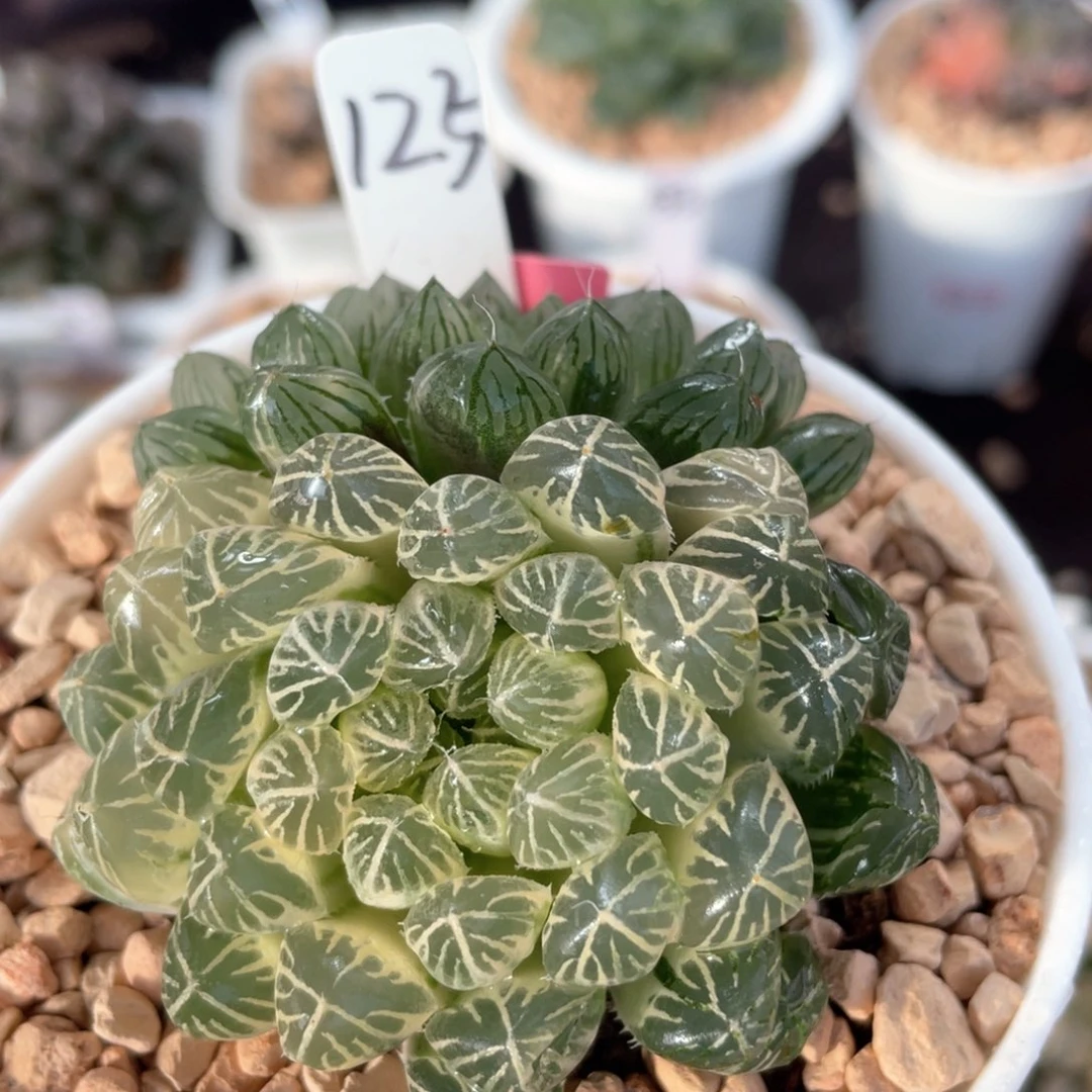 125糊斑宫灯锦。