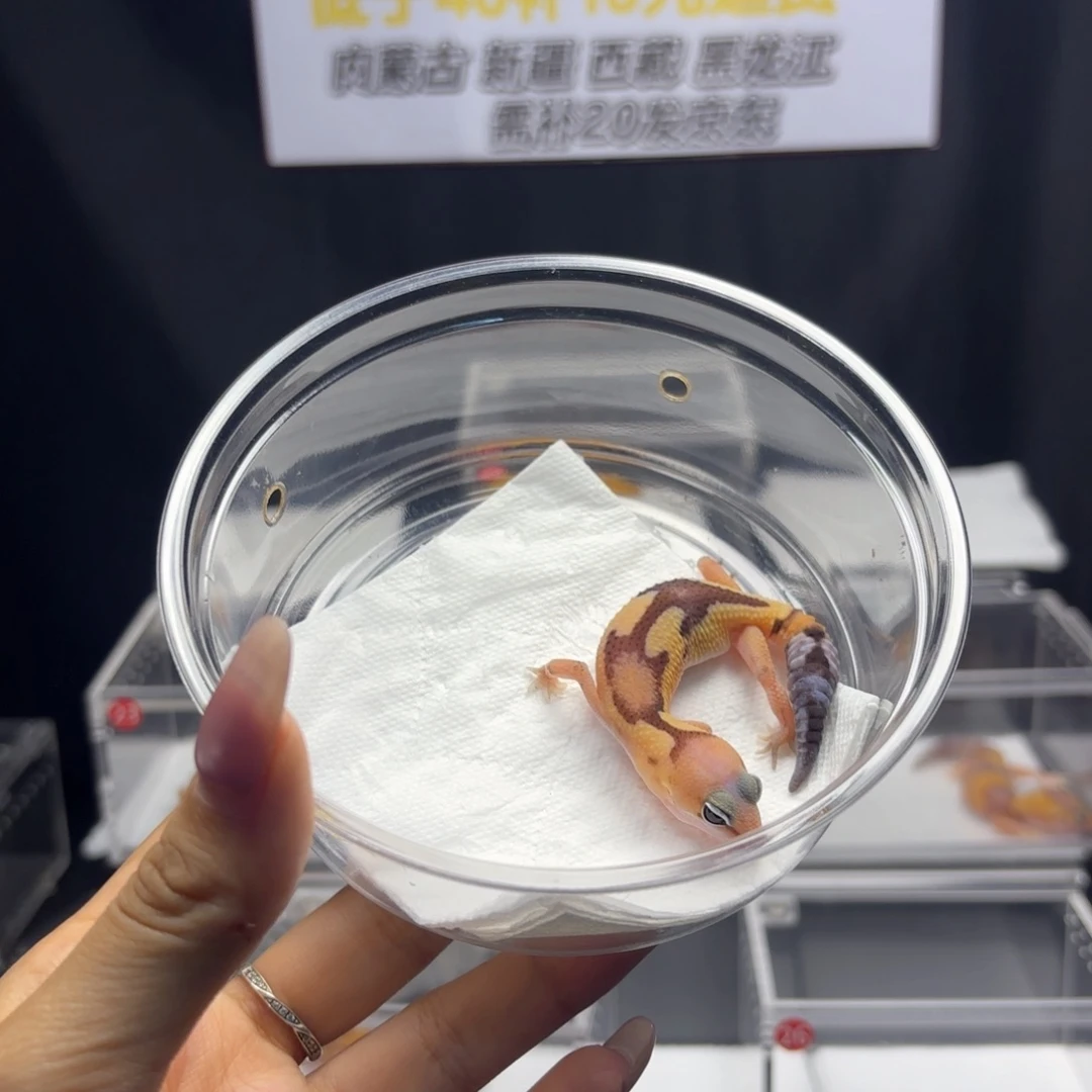 肥尾守宫祖鲁公温