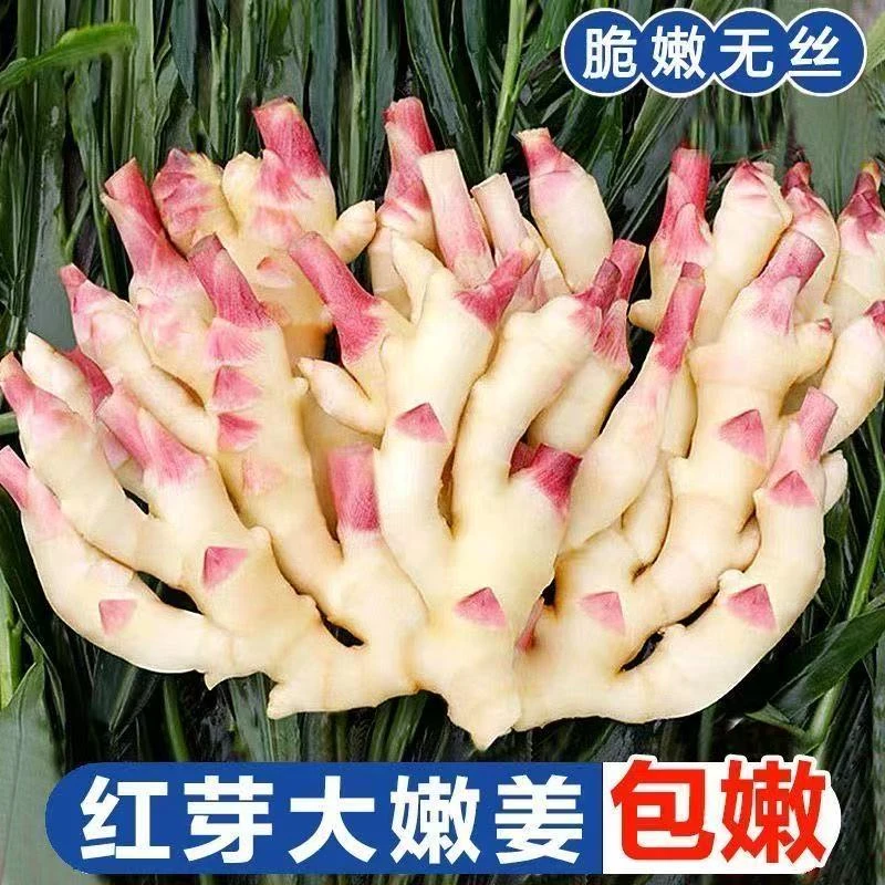 【5斤太便宜】山东优质红芽嫩姜新鲜泡糖醋姜鲜嫩子姜生姜芽0.5-5斤