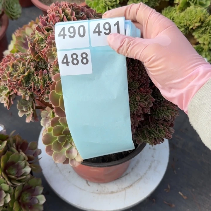 李****多肉植物黑法师6666