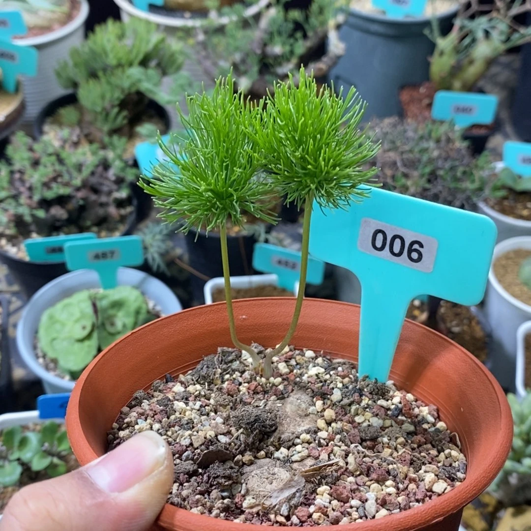 扫把头多肉植物一个