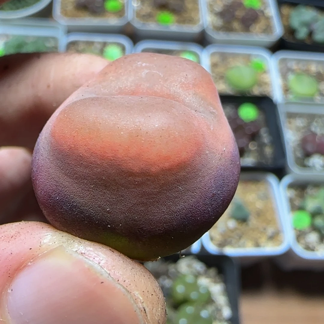 2.3漂亮多肉植物128
