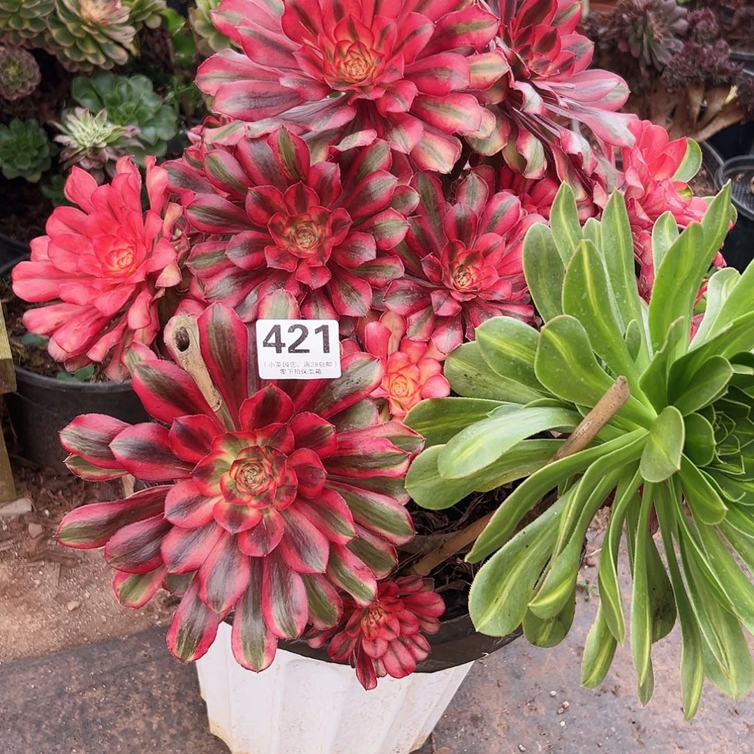 飘***絮多肉植物421蝶衣新品