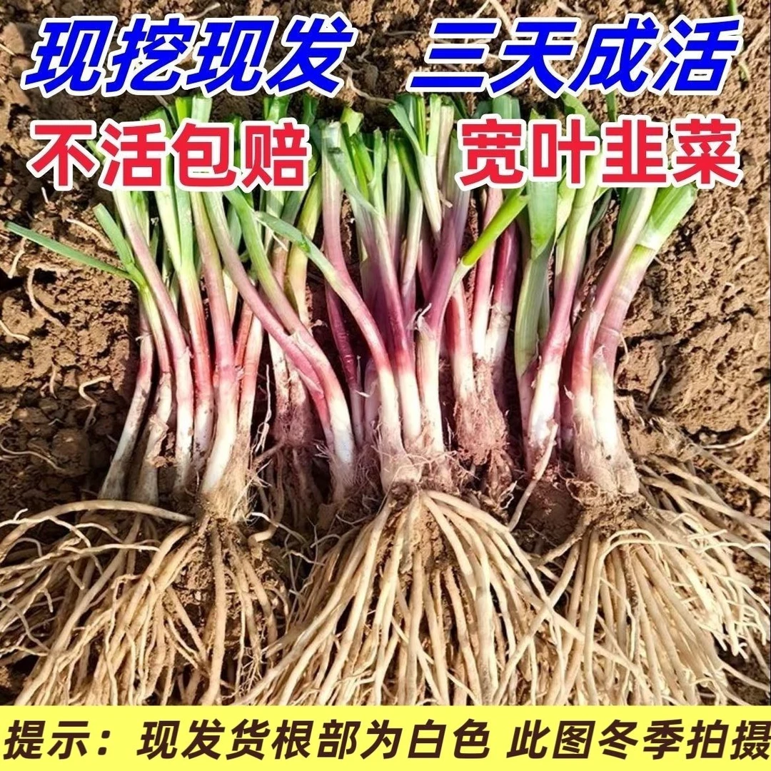 新韭菜根独根红韭菜根苗庭院阳台四季皆可种植耐寒好养红根大宽叶