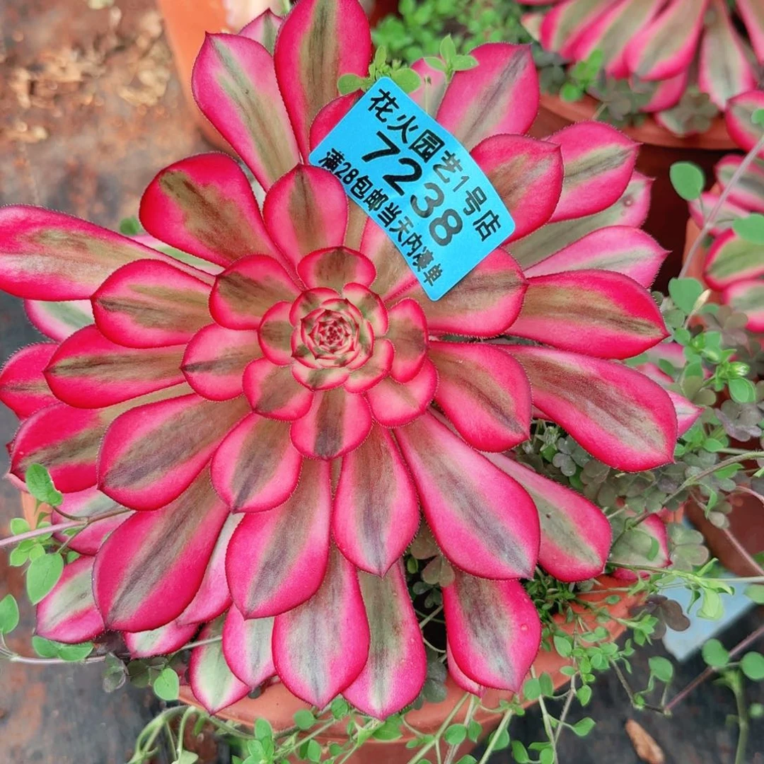 白月光7238多肉植物