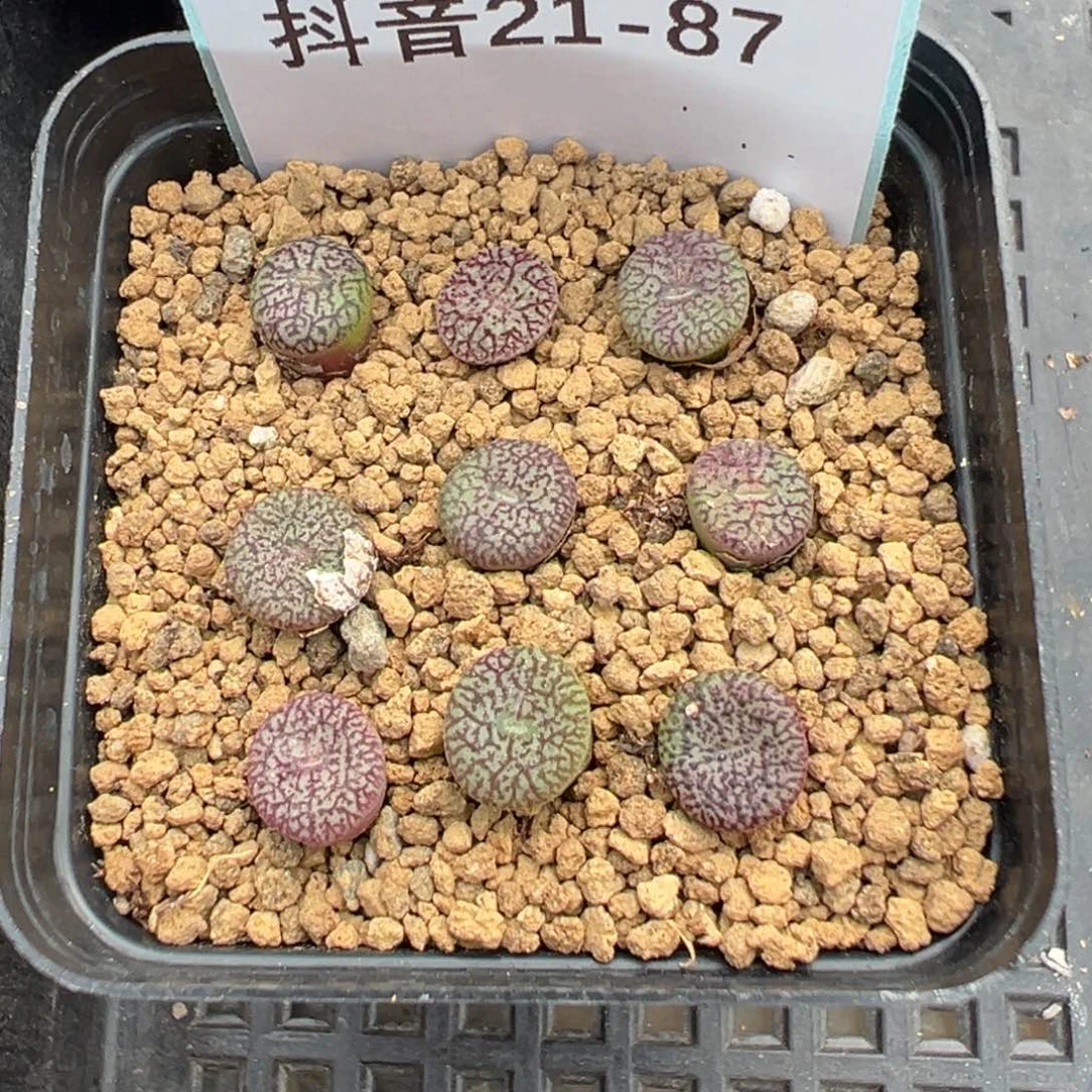 21-87量拍千山飞鸟肉锥一颗