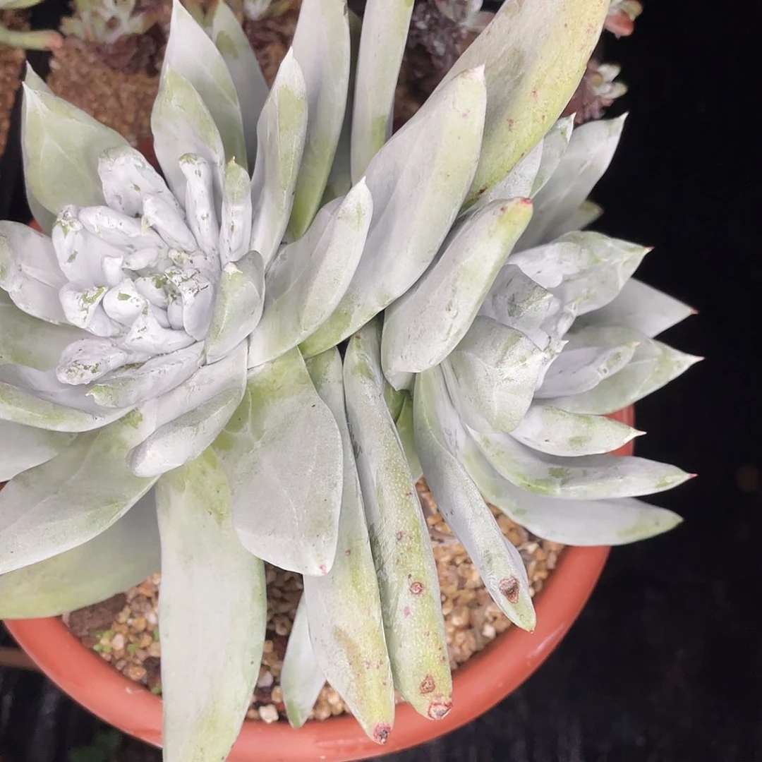 豆***.帕翠莎多头老桩群生