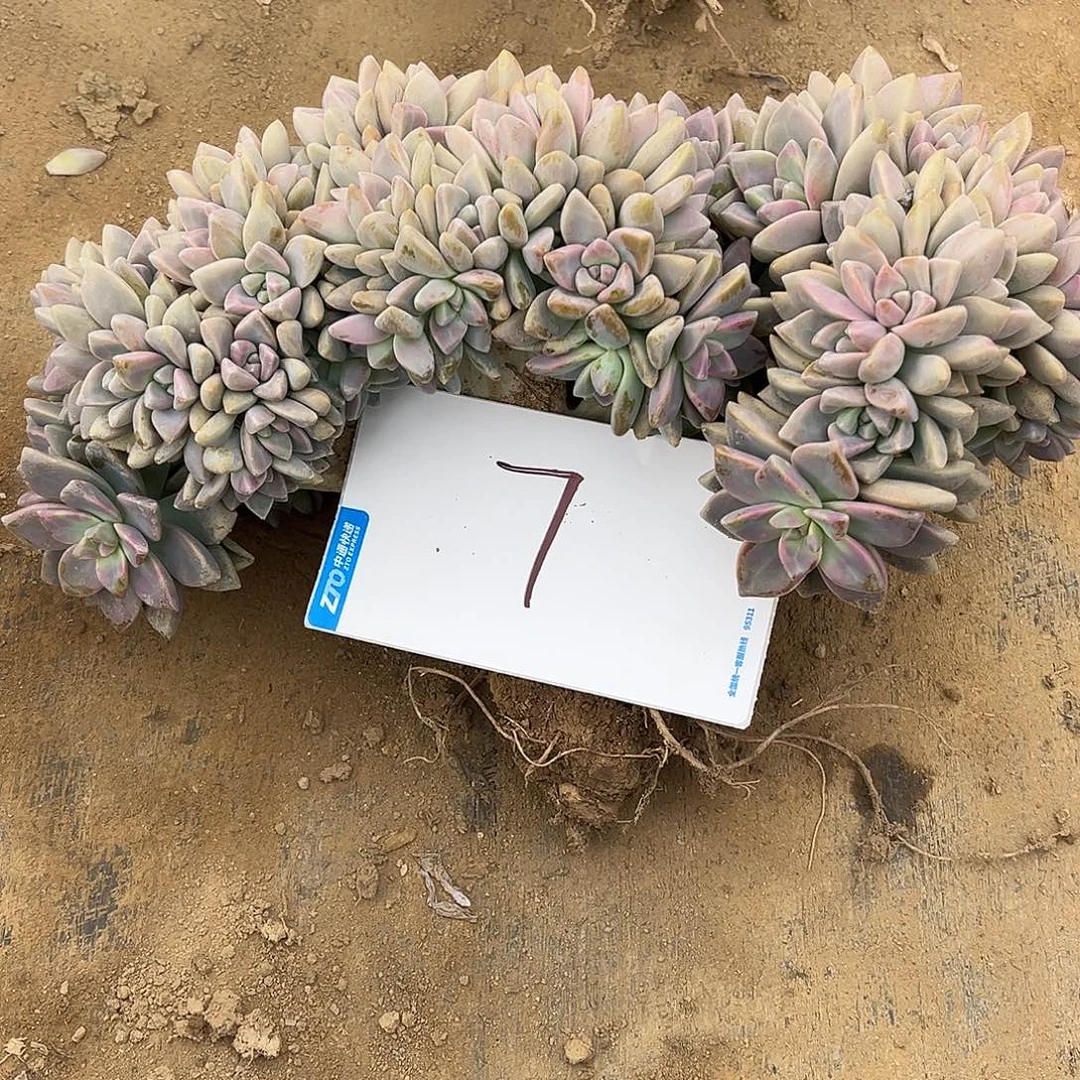 7号淡雪缀化一物一拍