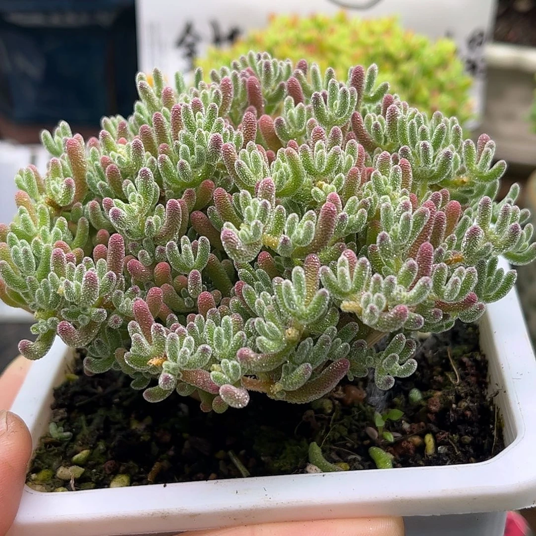 007冰晶优选枝干番杏