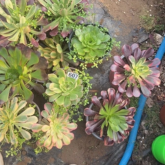 乄***)无花朵大苗607号不包断枝